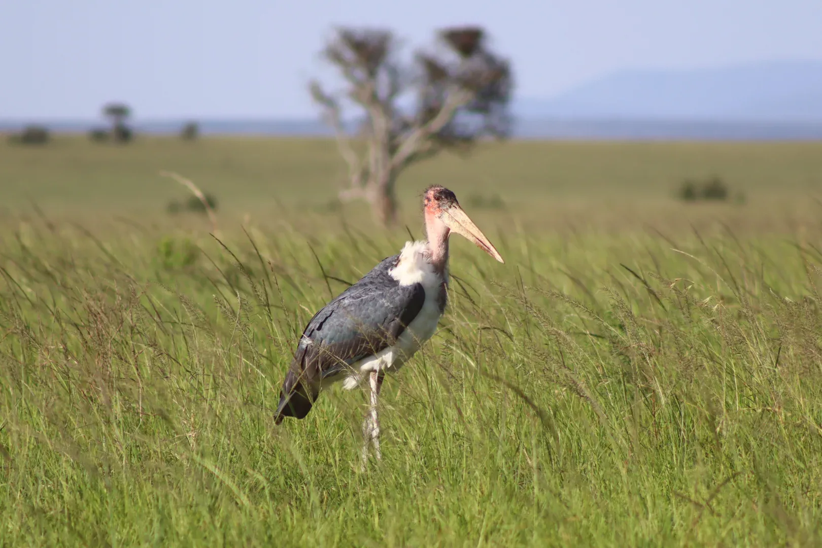 3 Days Masai Mara Fascinating Safari Adventure photo 15