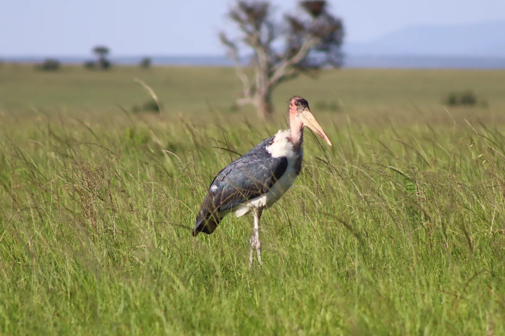 3 Days Masai Mara Fascinating Safari Adventure photo 16