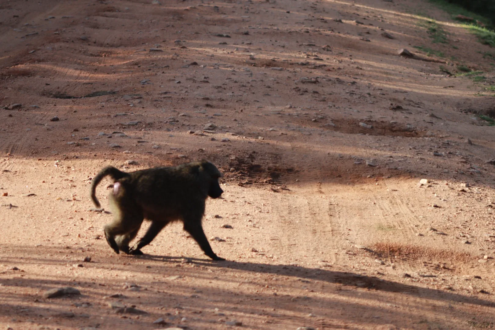3 Days Masai Mara Fascinating Safari Adventure photo 19