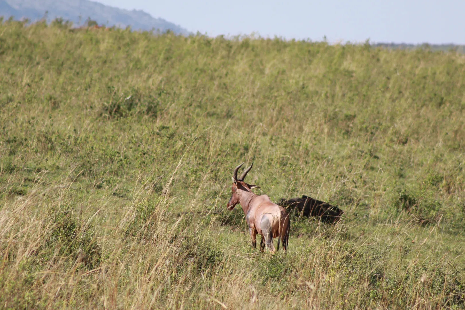 6 Days Lake Nakuru, Masai Mara, Lake Naivasha & Amboseli Safari — on safari