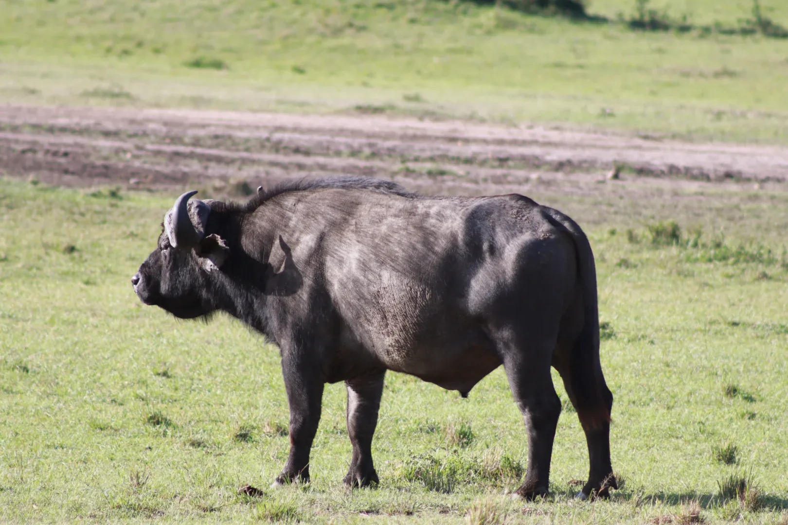 Masai Mara