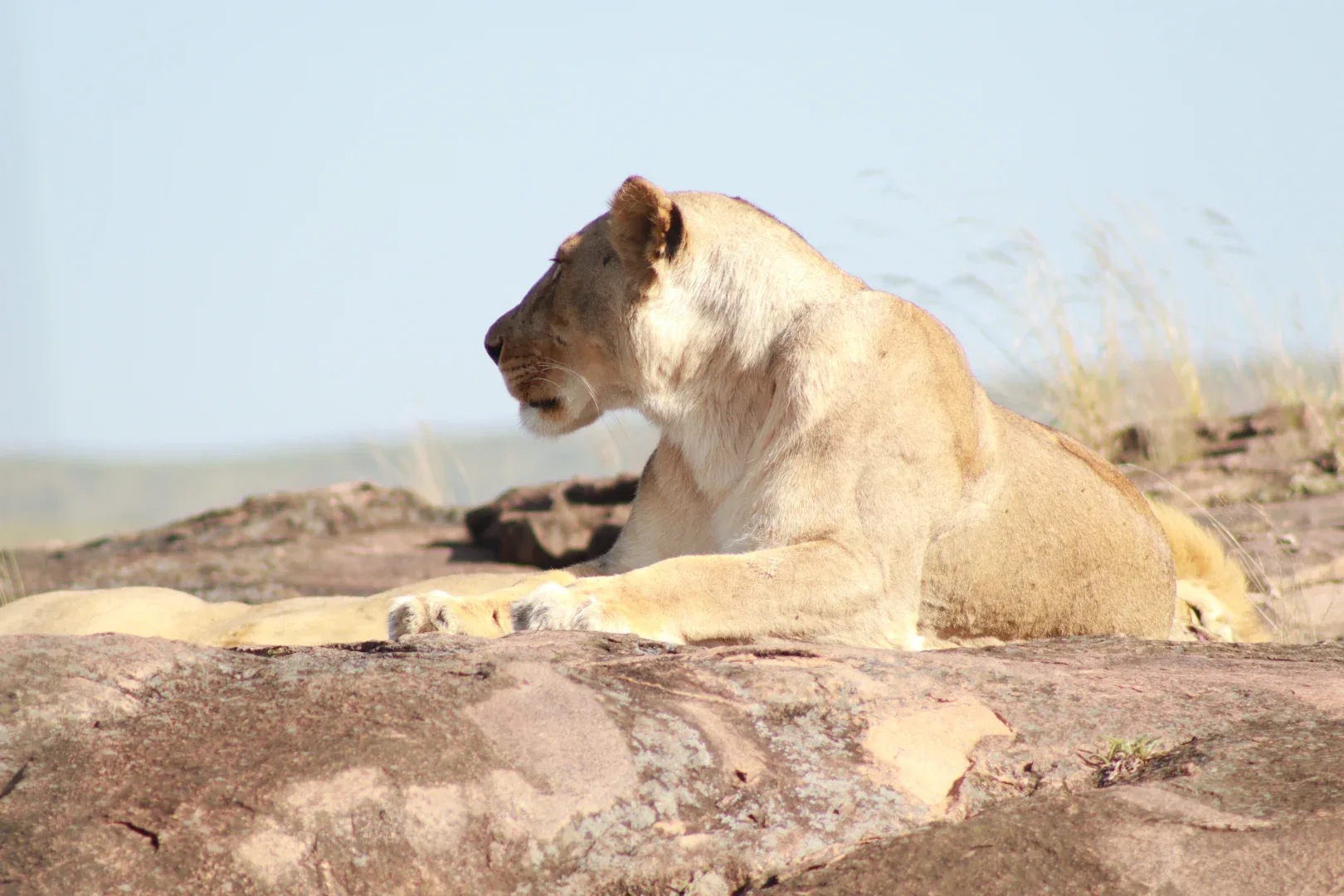5 Days Lake Nakuru, Masai Mara & Lake Naivasha Safari — on safari