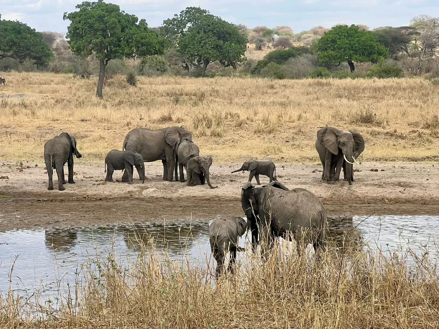 Legacy Destinations & DMC Migration Safari Tanzania