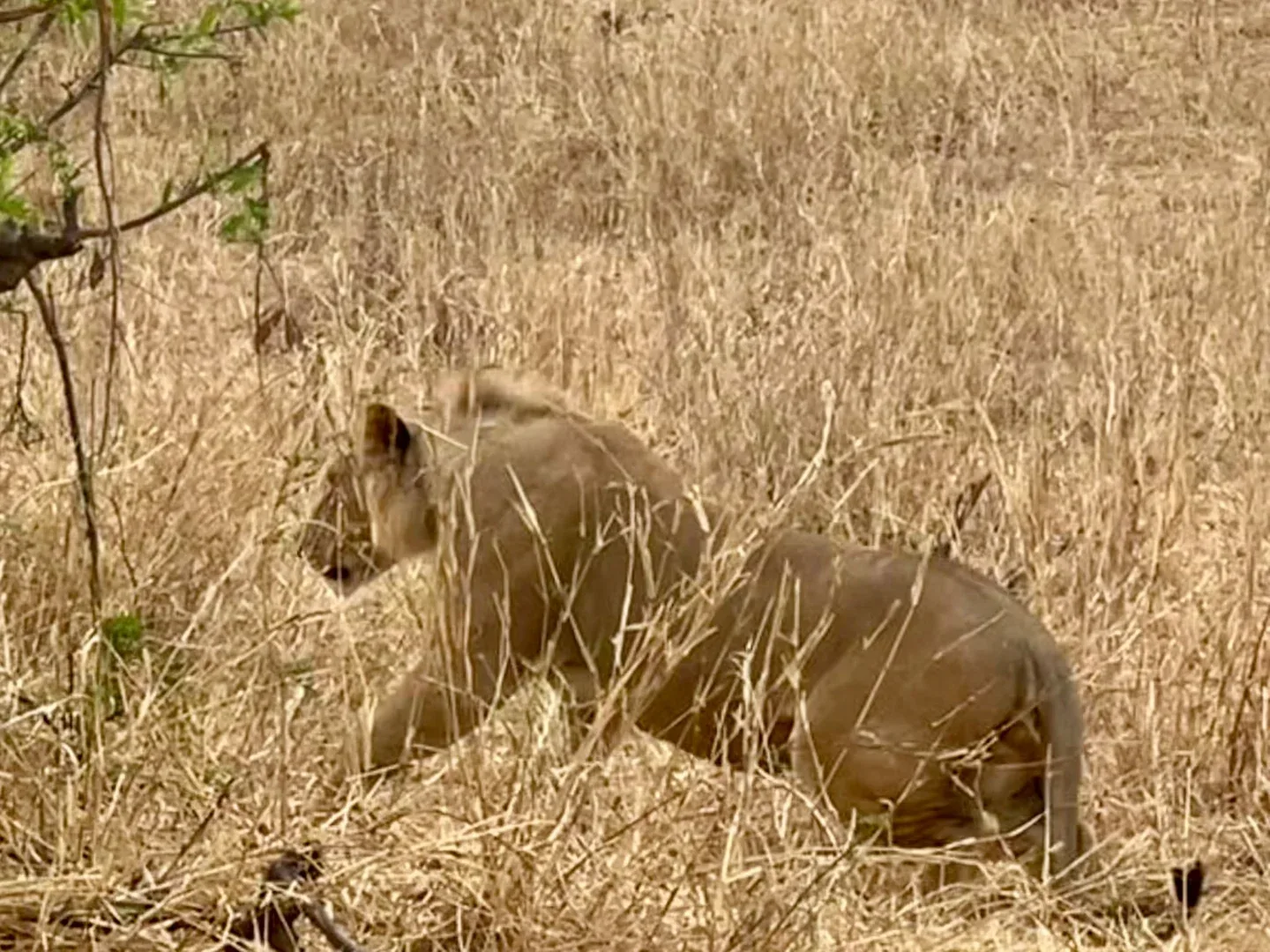 Legacy Destinations & DMC Budget Safari Tanzania