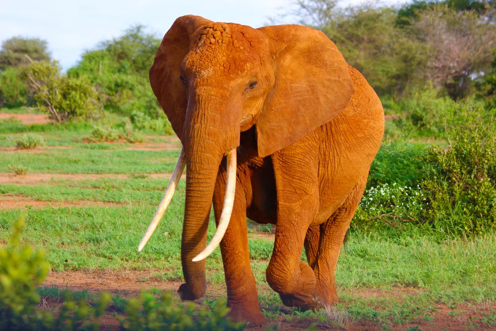 Kilimanjaro