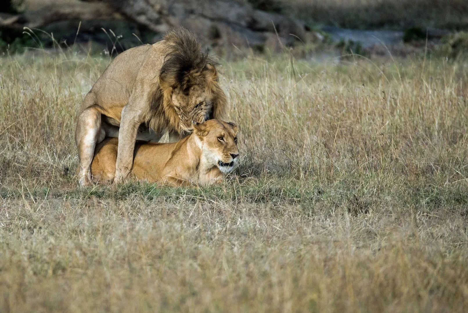 Splendid Tanzania Safari photo 4