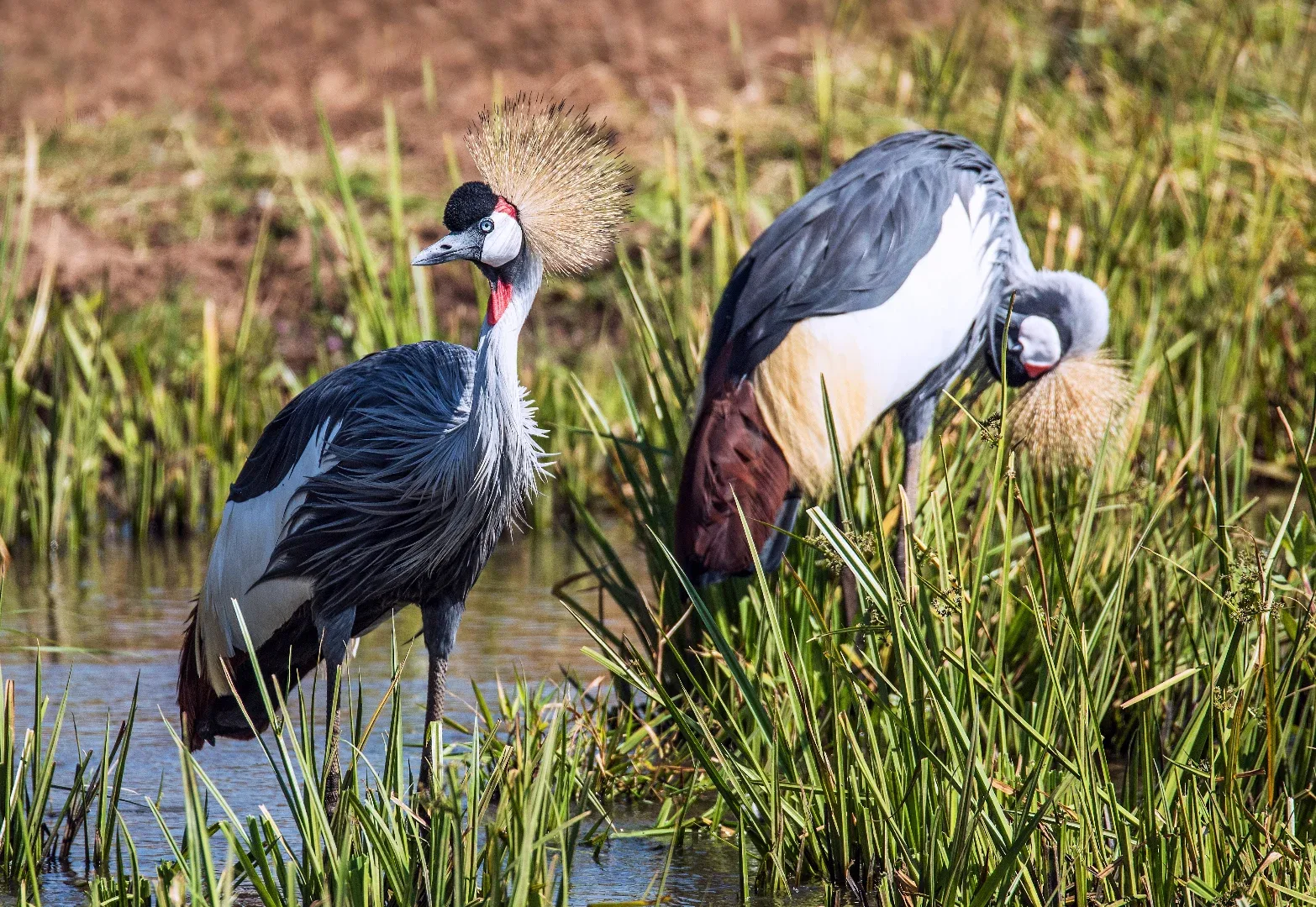 Splendid Tanzania Safari photo 5