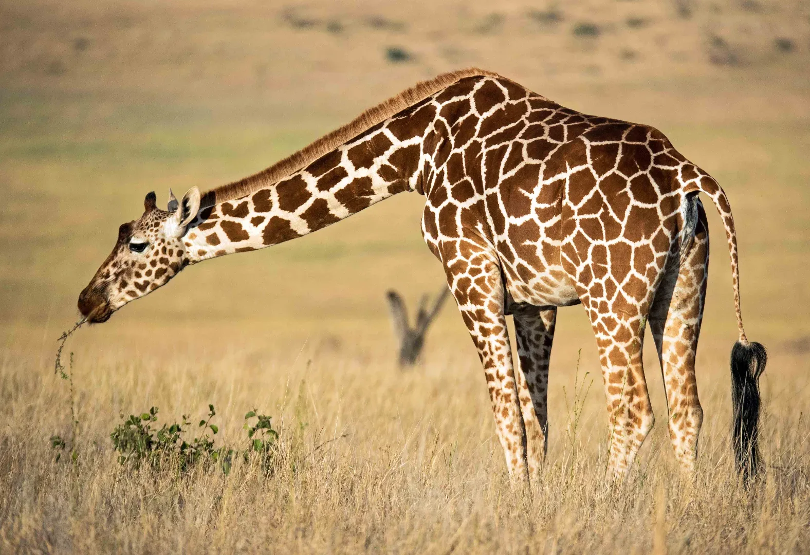 Hakuna Matata Serengeti Safari photo 2