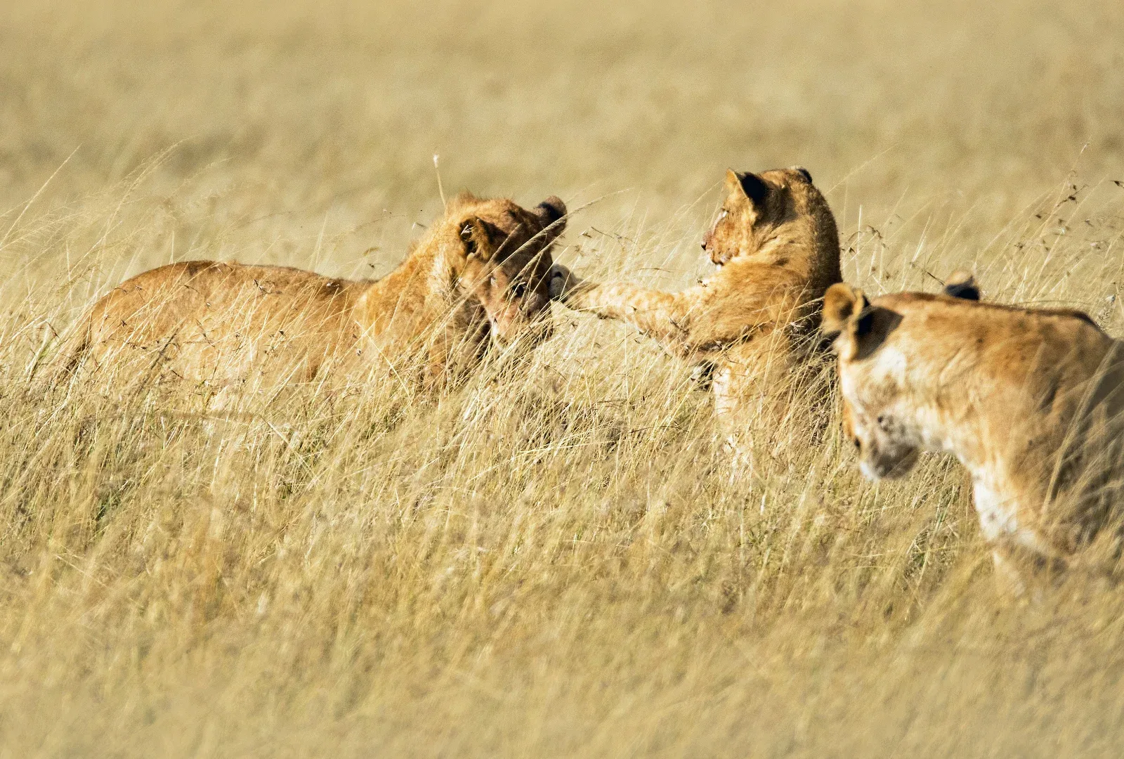 Hakuna Matata Serengeti Safari photo 3
