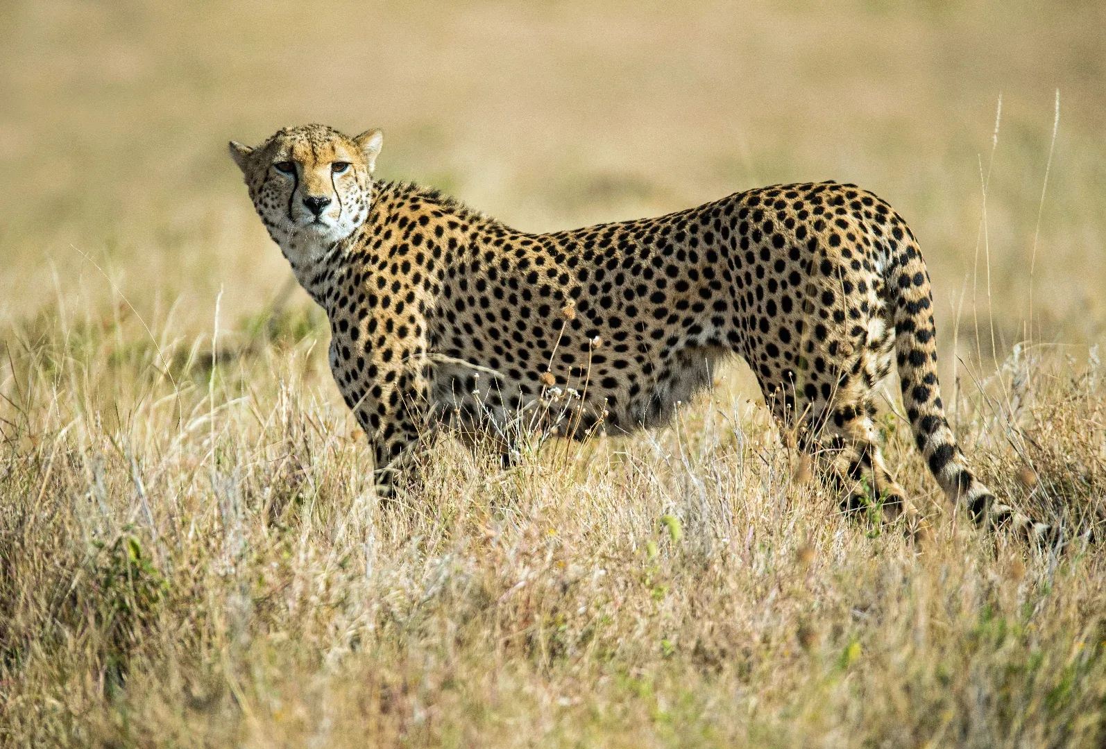 Hakuna Matata Serengeti Safari photo 4