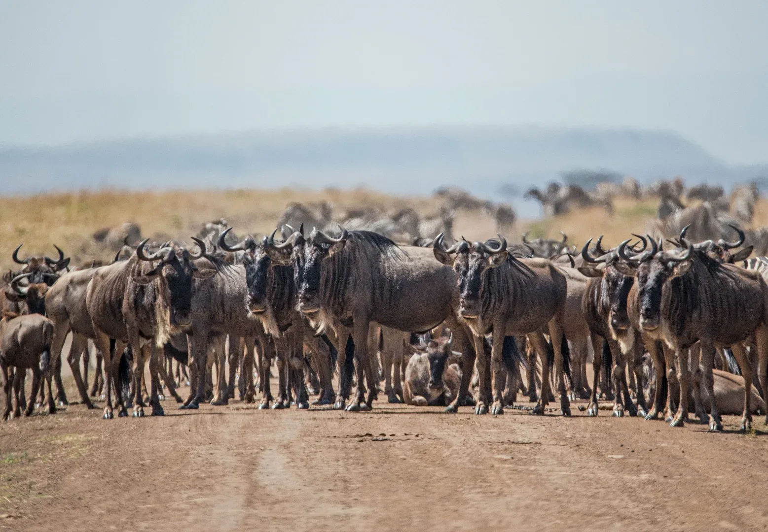 Hakuna Matata Serengeti Safari photo 6
