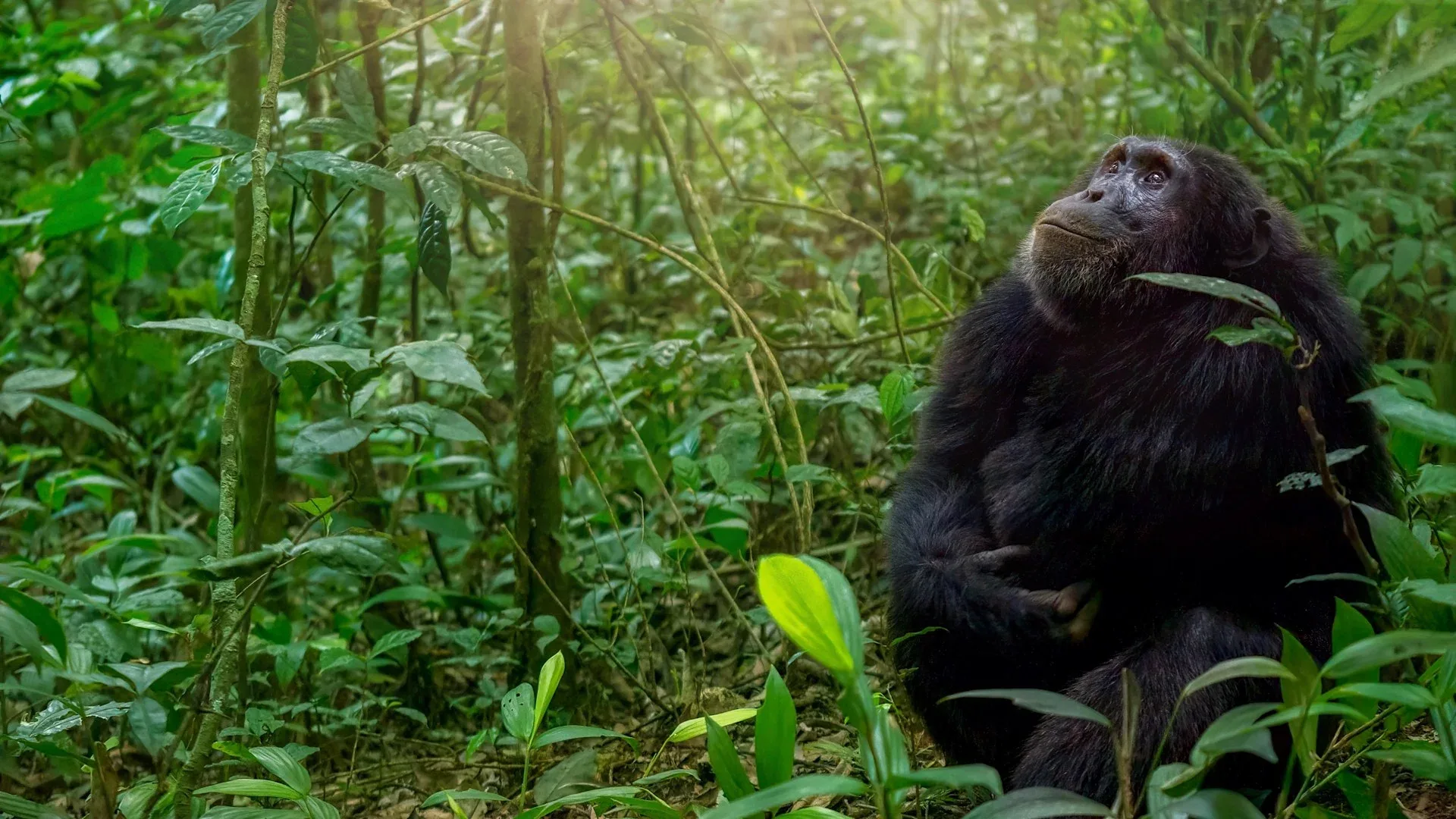 Bwindi Impenetrable Forest safari landscape