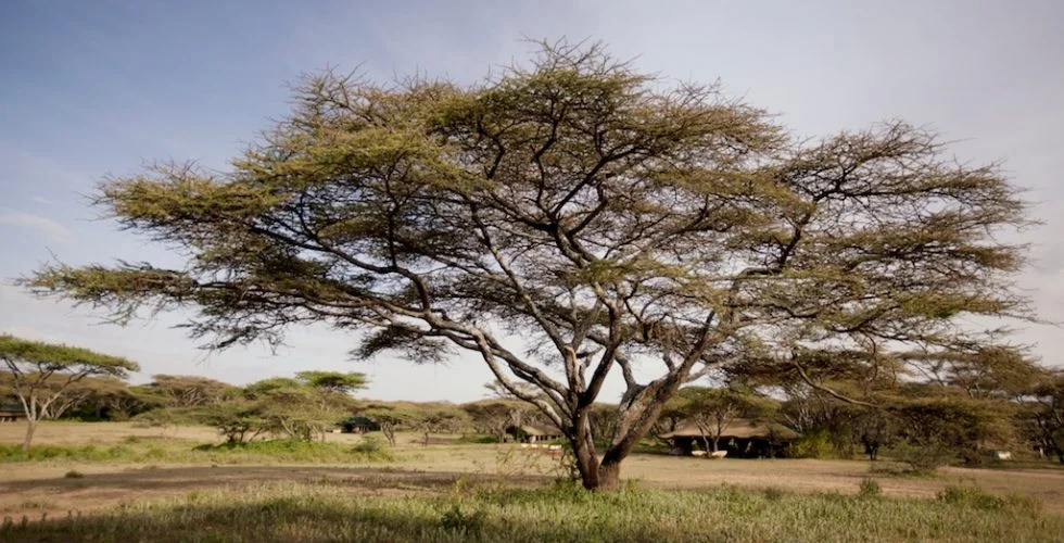 Serian's Serengeti South