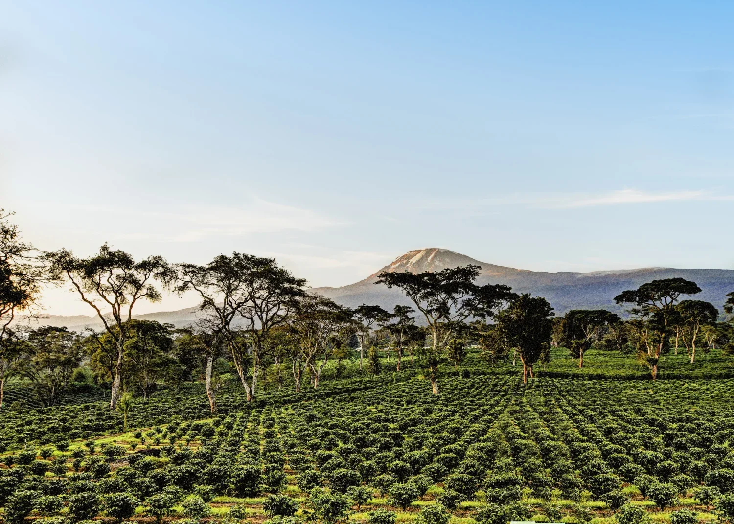 Kilimanjaro Coffee Lodge