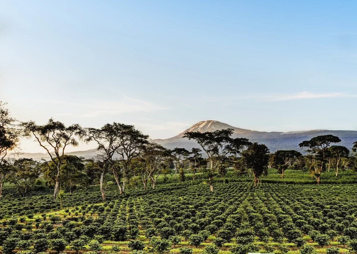Kilimanjaro Coffee Lodge