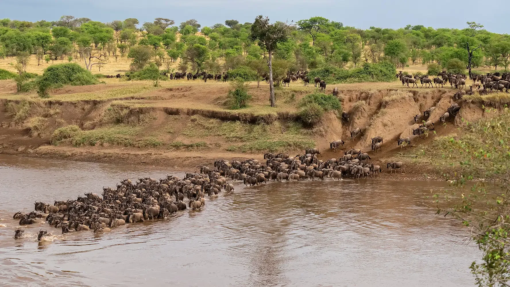Nyasi, Auberge Safari