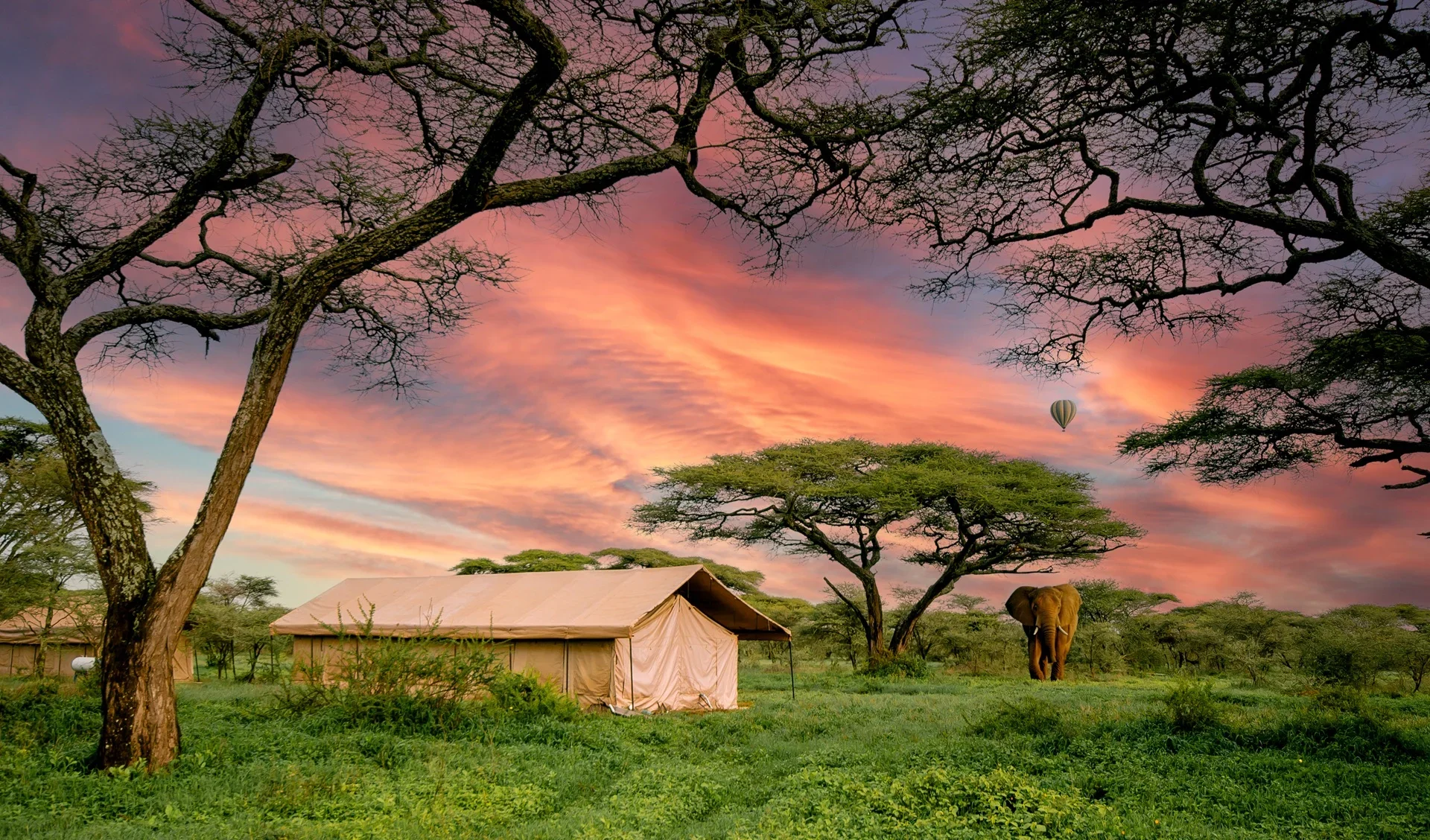 Gnu Ndutu Camp