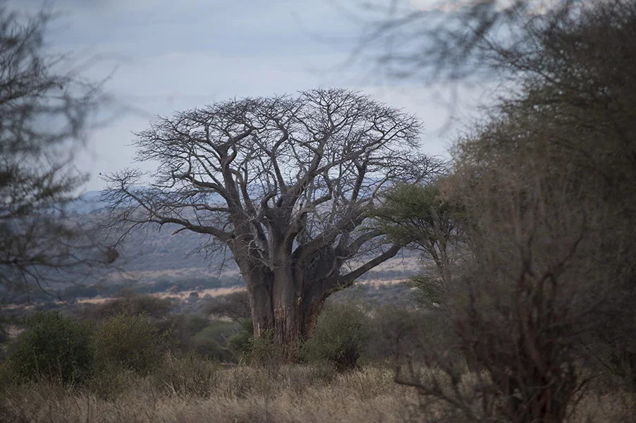 Nyikani Migration Camp – Ndutu