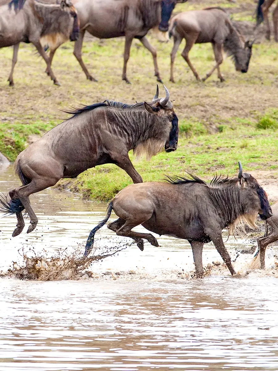 One Nature Mara River