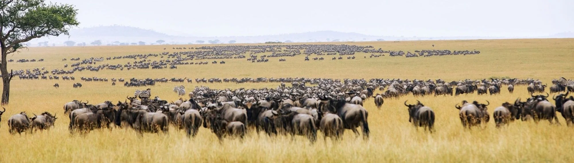 Kirawira Serena Camp