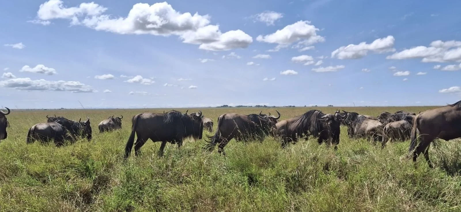 Serengeti Serena Safari Lodge