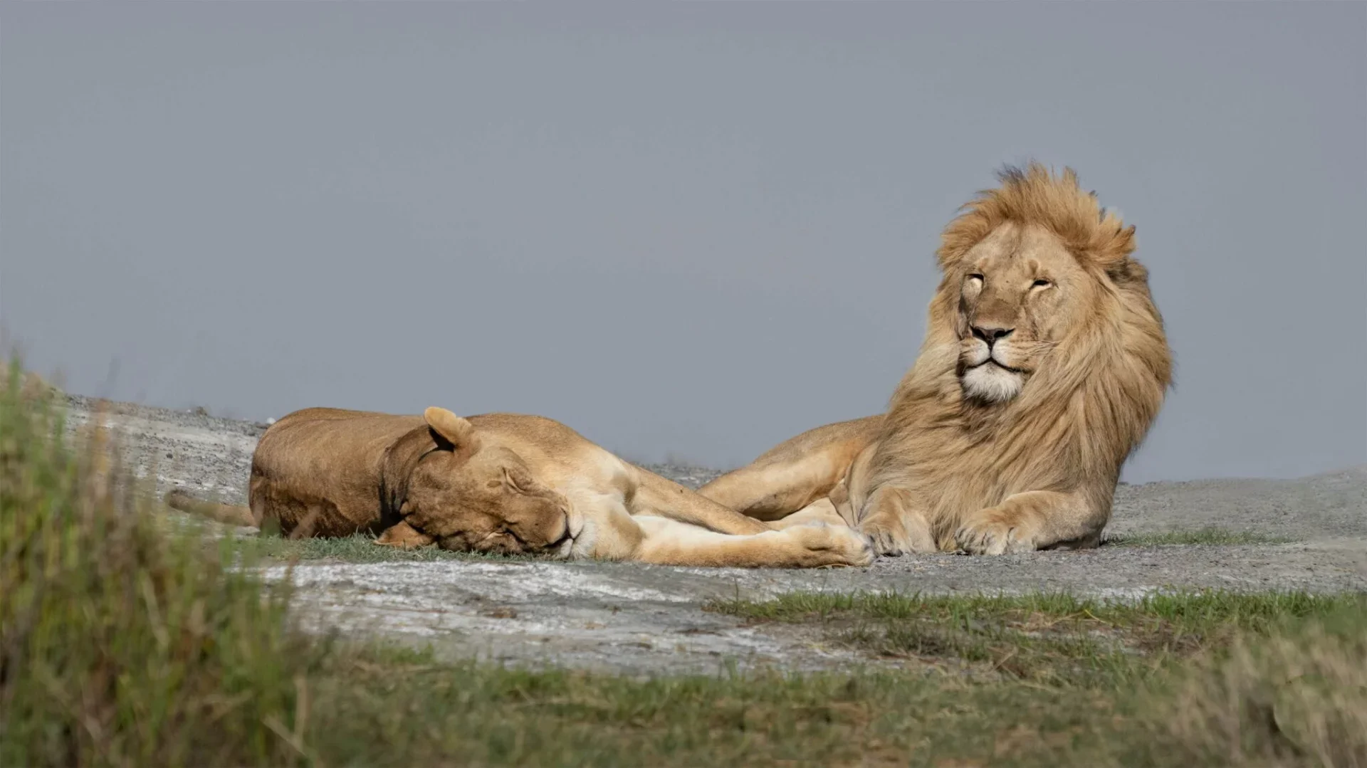 2-Day Tanzania Honeymoon Luxury Safari Retreat: Tarangire and Ngorongoro crater