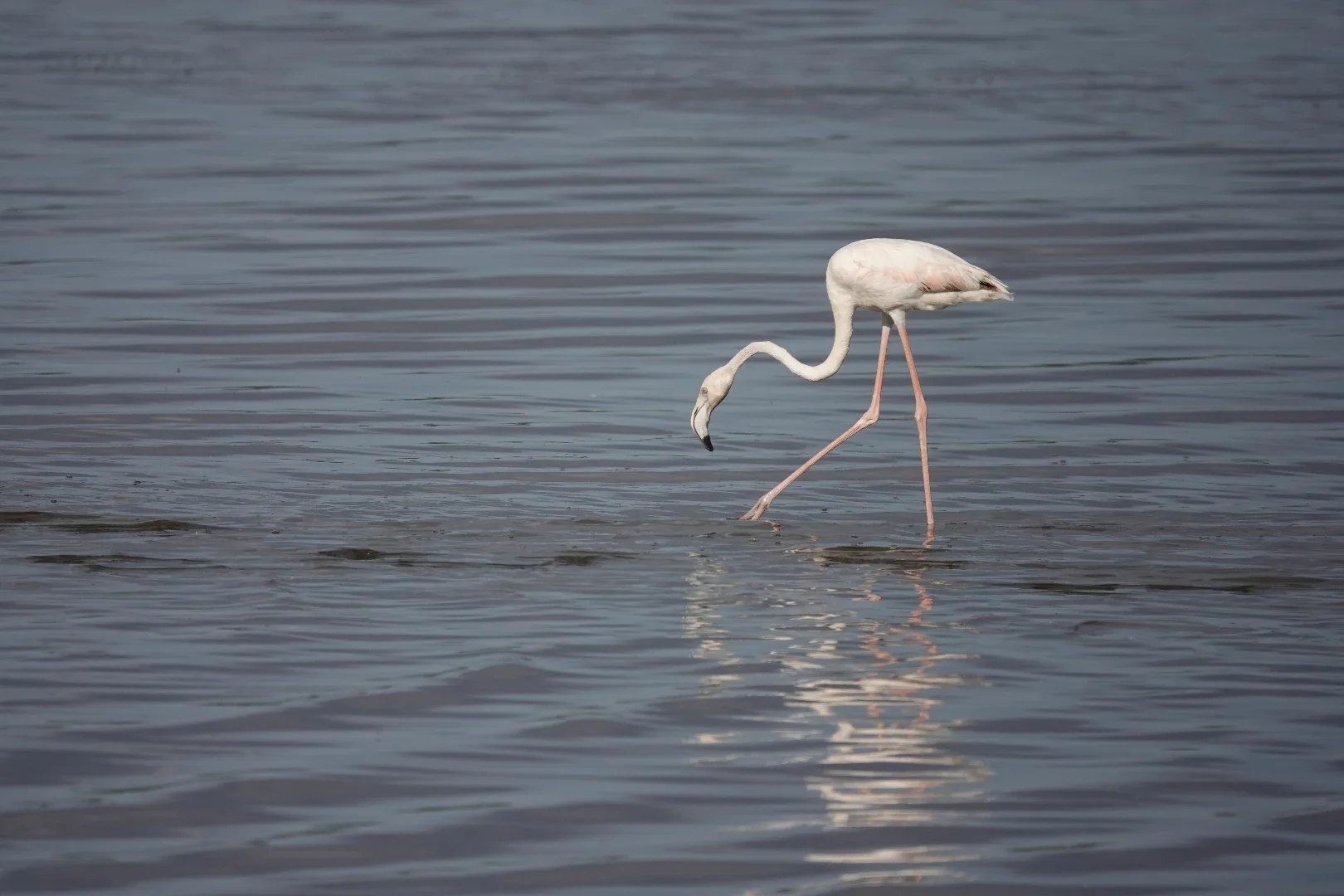 2-Day Tanzania Honeymoon Luxury Safari Retreat: Tarangire and Ngorongoro crater gallery item 10