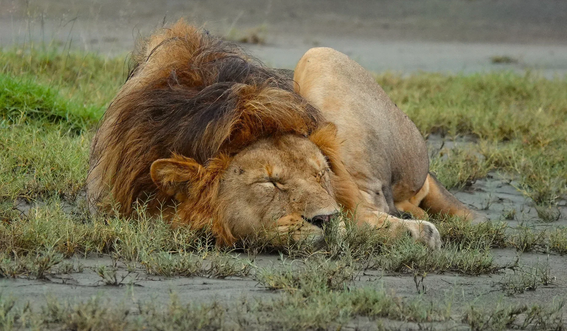 2-Day Tanzania Honeymoon Luxury Safari Retreat: Tarangire and Ngorongoro crater gallery item 9