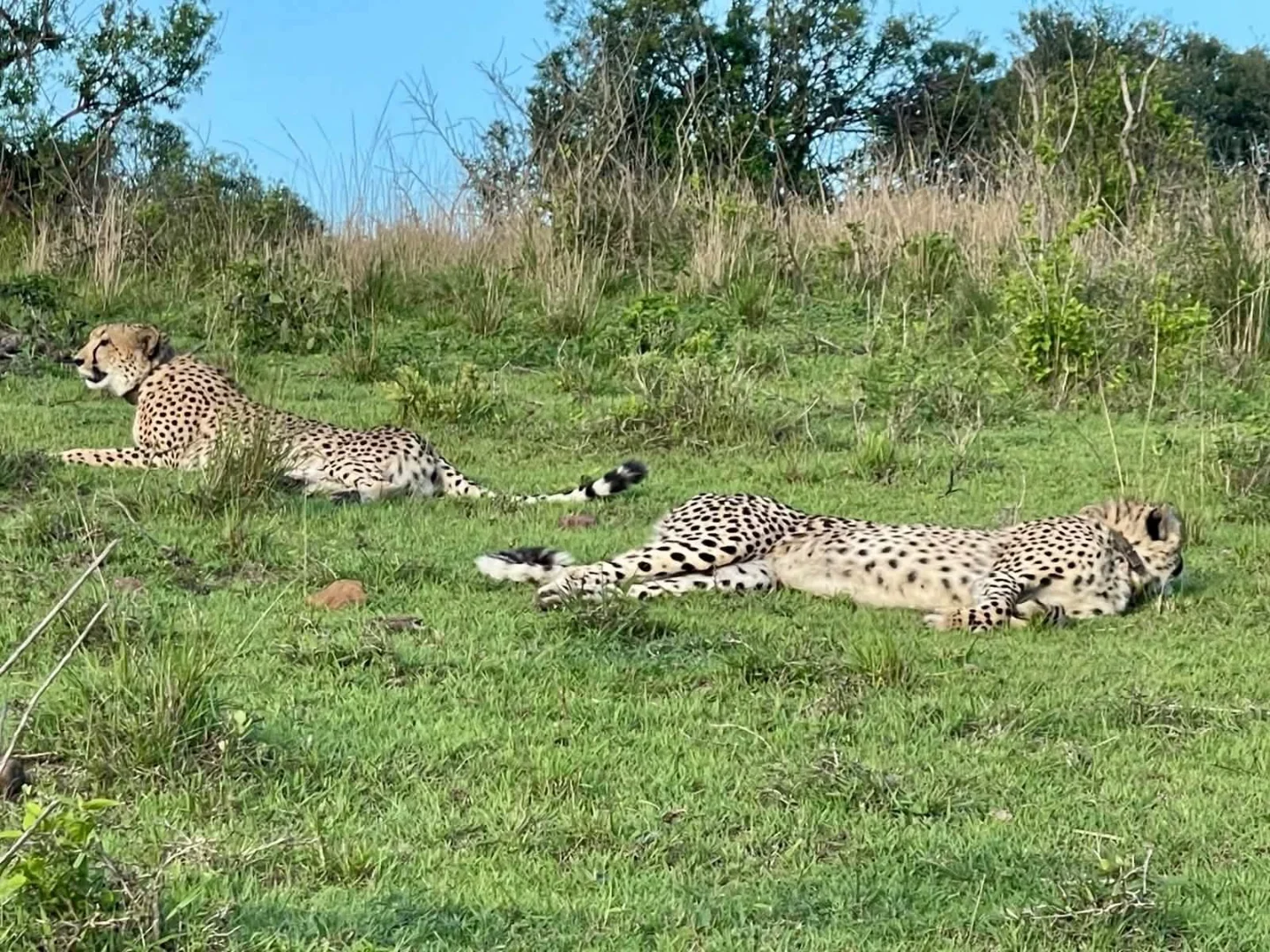 6-Day Luxury Kenya & Tanzania Wildlife Safari gallery item 12