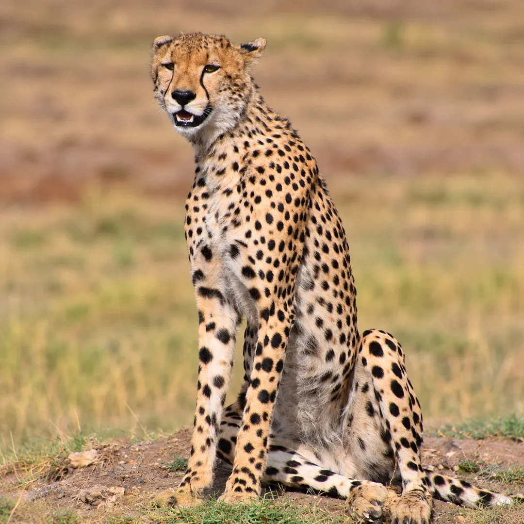 6-Day Luxury Kenya & Tanzania Wildlife Safari gallery item 11