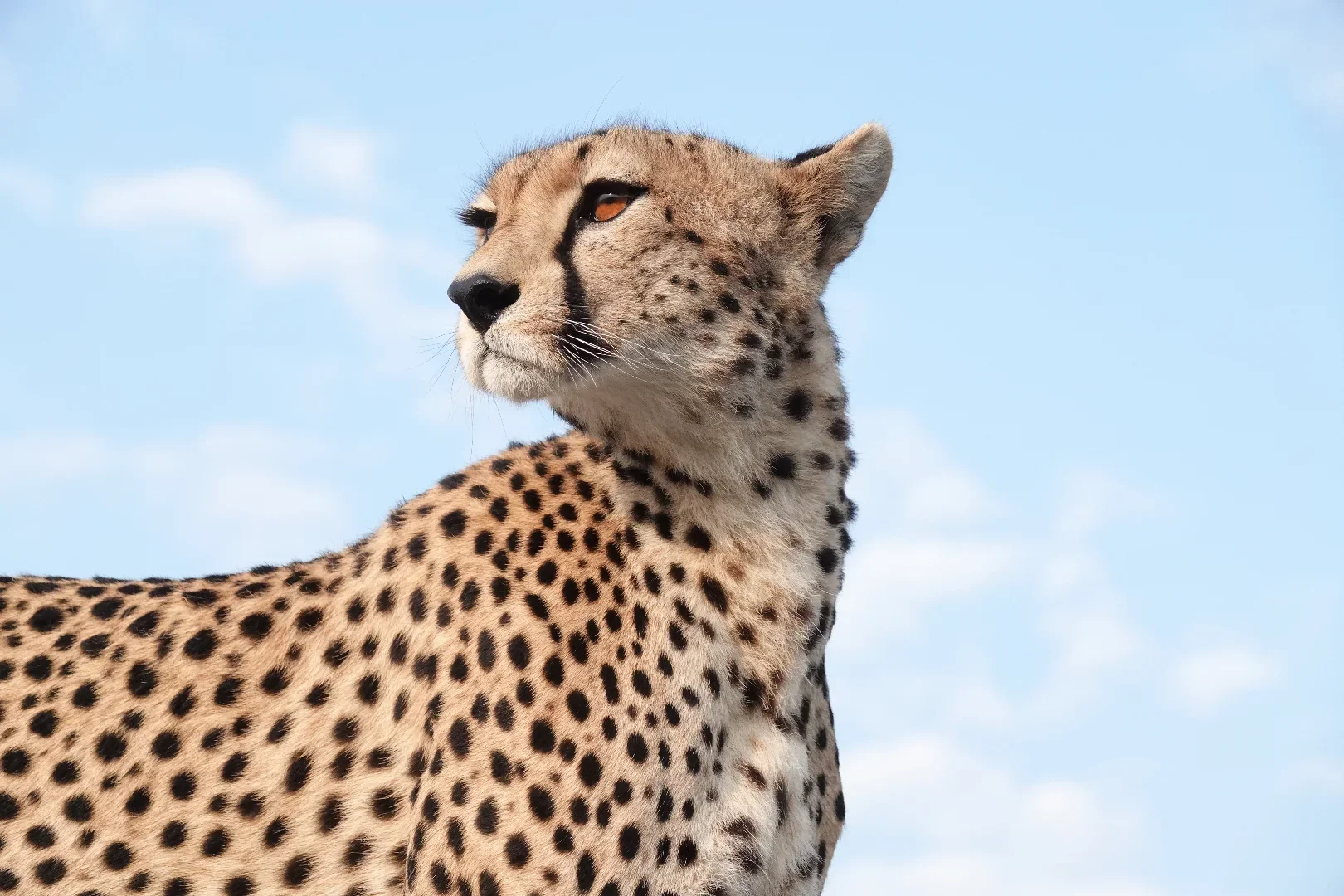 10-Day Into The Wild Luxury Tanzania Safari