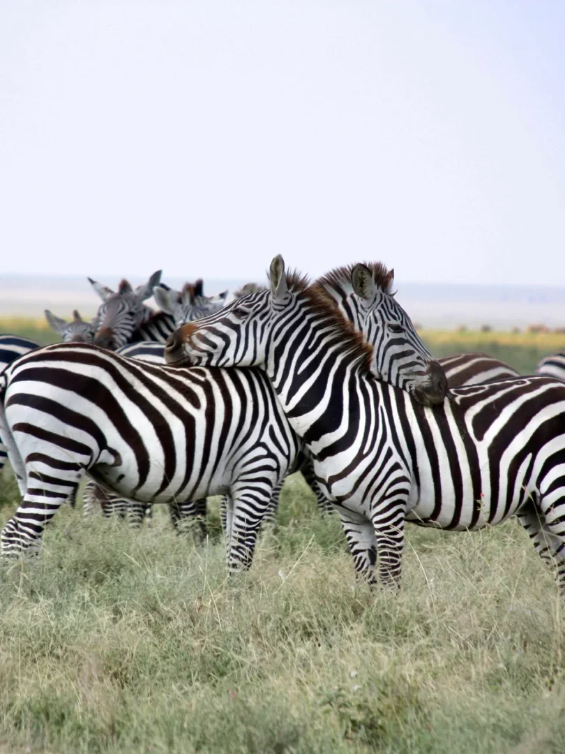 8-Day Kenya & Tanzania Mid-Range Big Five Safari gallery item 10