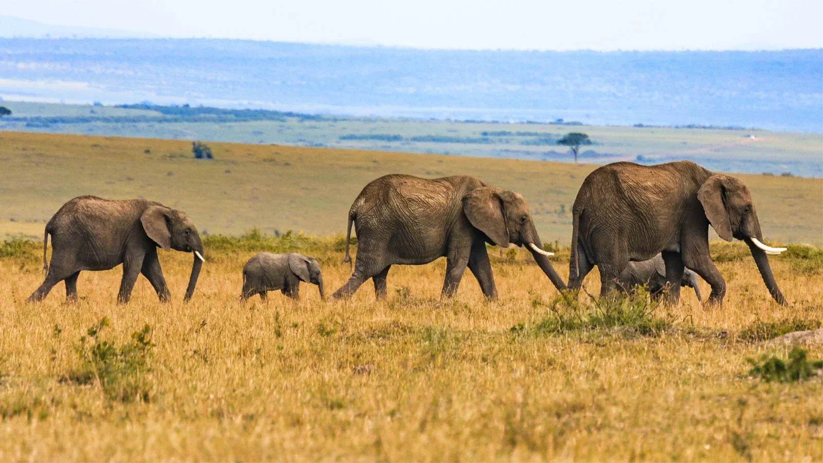 7 Days Tanzania Safaris