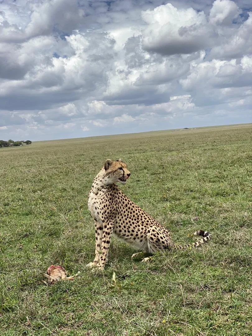 6-Day Amboseli NP, Lake Nakuru & Masai Mara Luxury Tour gallery item 9