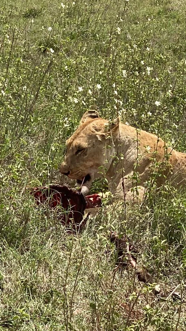 6-Day Amboseli NP, Lake Nakuru & Masai Mara Luxury Tour gallery item 10