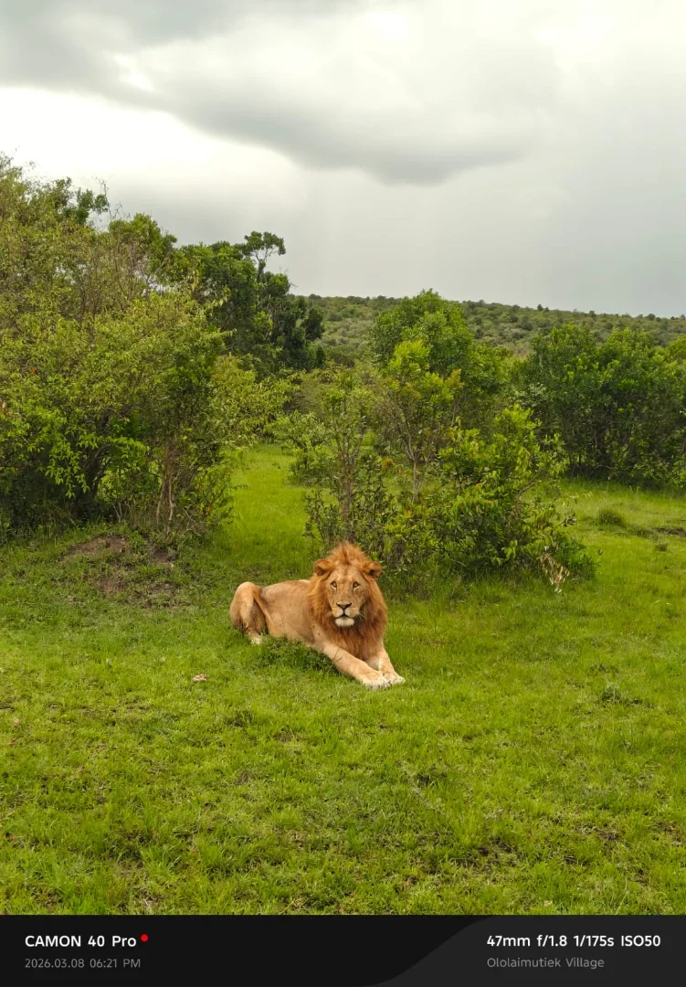 6-Day Amboseli NP, Lake Nakuru & Masai Mara Luxury Tour gallery item 6