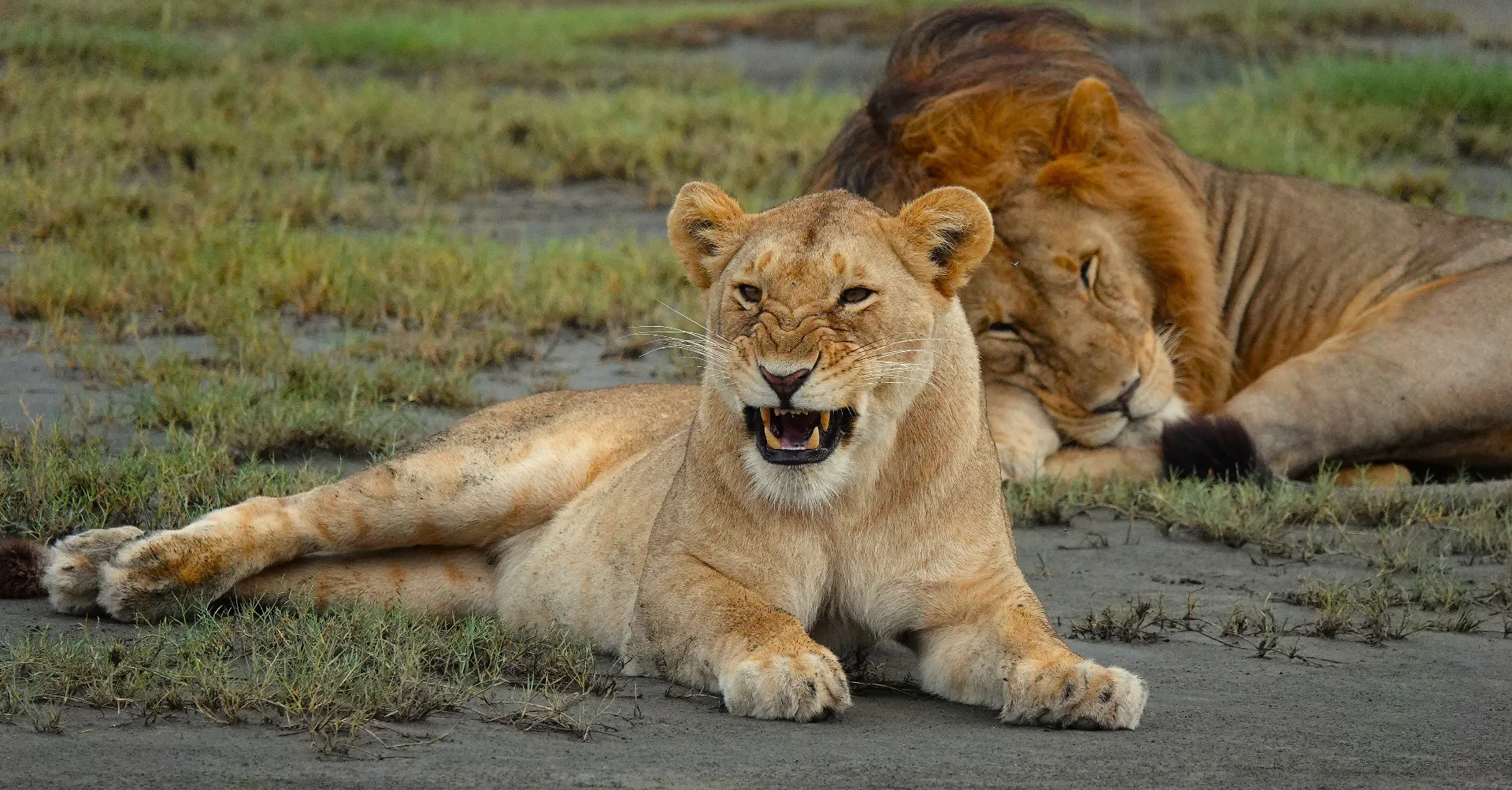 9-Day Great Migration & Relaxation Safari in Tanzania