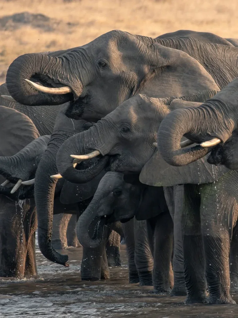 8-Day Kenya & Tanzania Mid-Range Big Five Safari gallery item 15