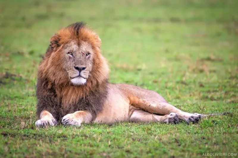 6-Day Luxury Kenya & Tanzania Wildlife Safari gallery item 5