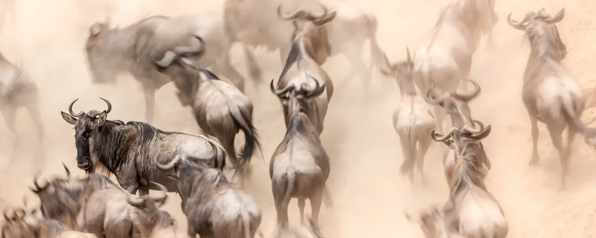 7-Day Great Migration Safari: Ngorongoro Crater & Serengeti in Tanzania