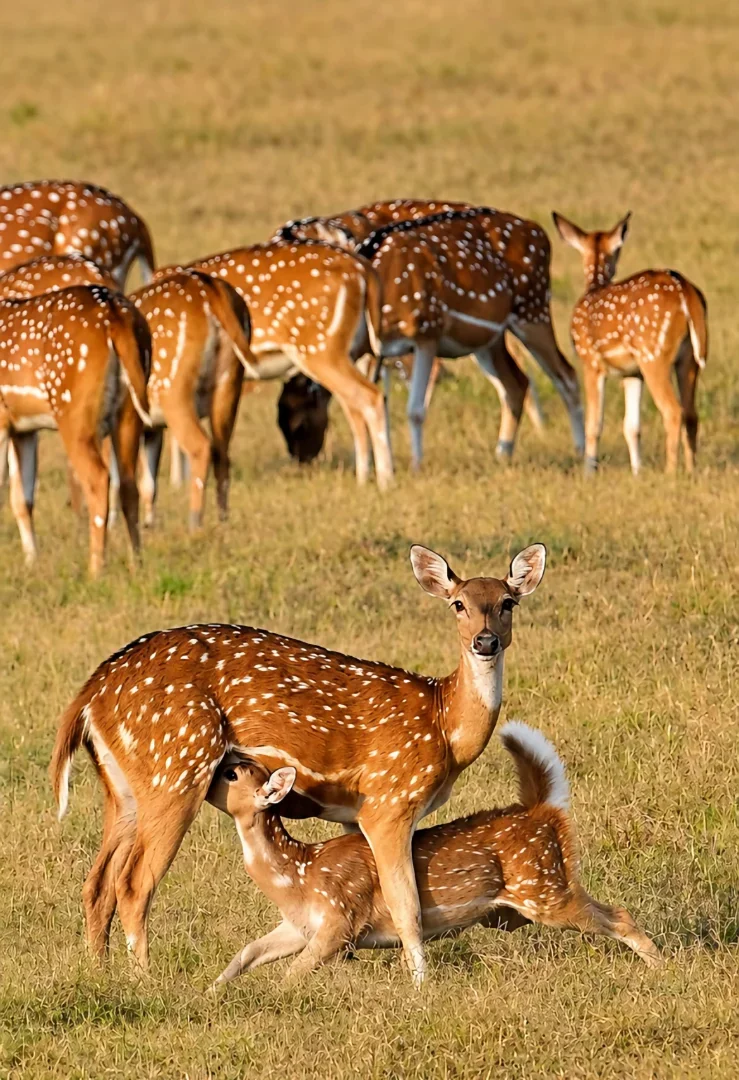 6-Day Luxury Kenya & Tanzania Wildlife Safari gallery item 13
