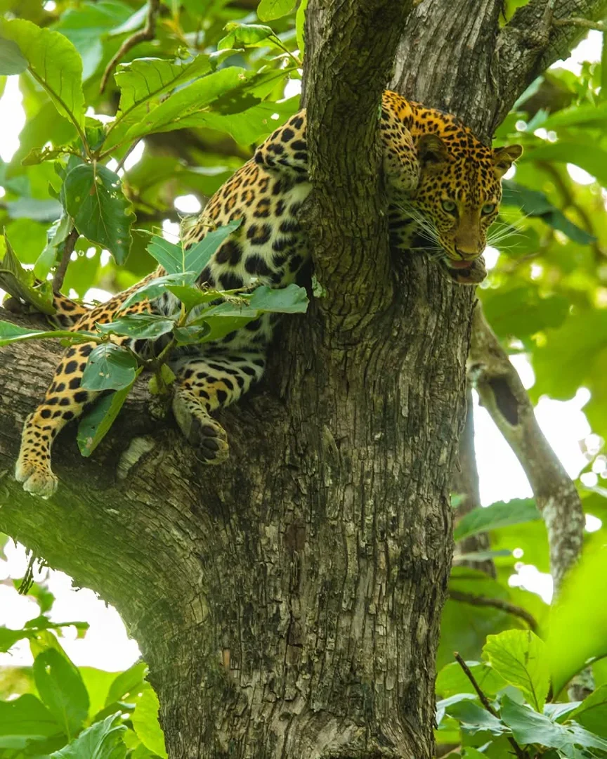8-Day Kenya & Tanzania Mid-Range Big Five Safari gallery item 18