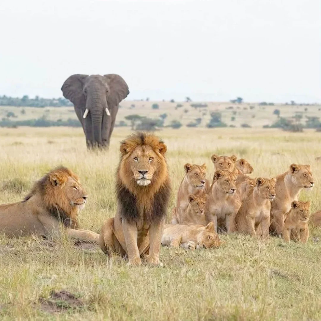 8-Day Kenya & Tanzania Mid-Range Big Five Safari gallery item 12