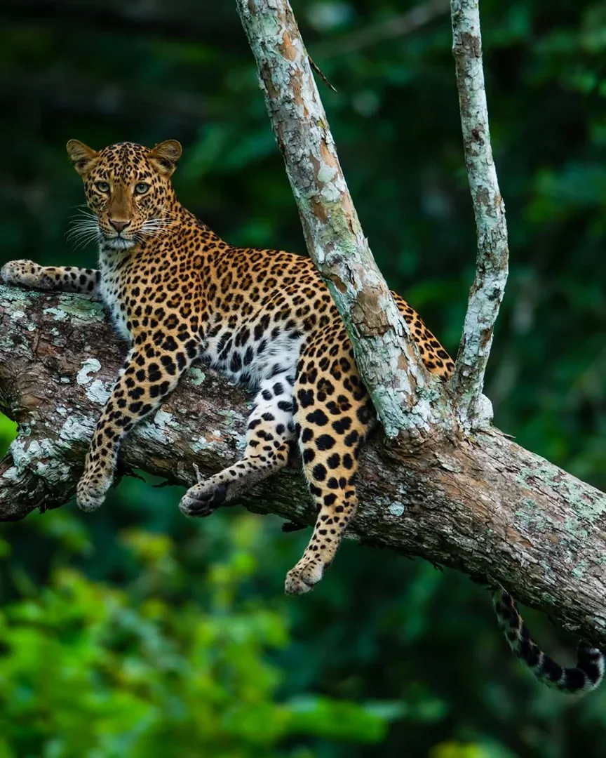 8-Day Kenya & Tanzania Mid-Range Big Five Safari gallery item 14