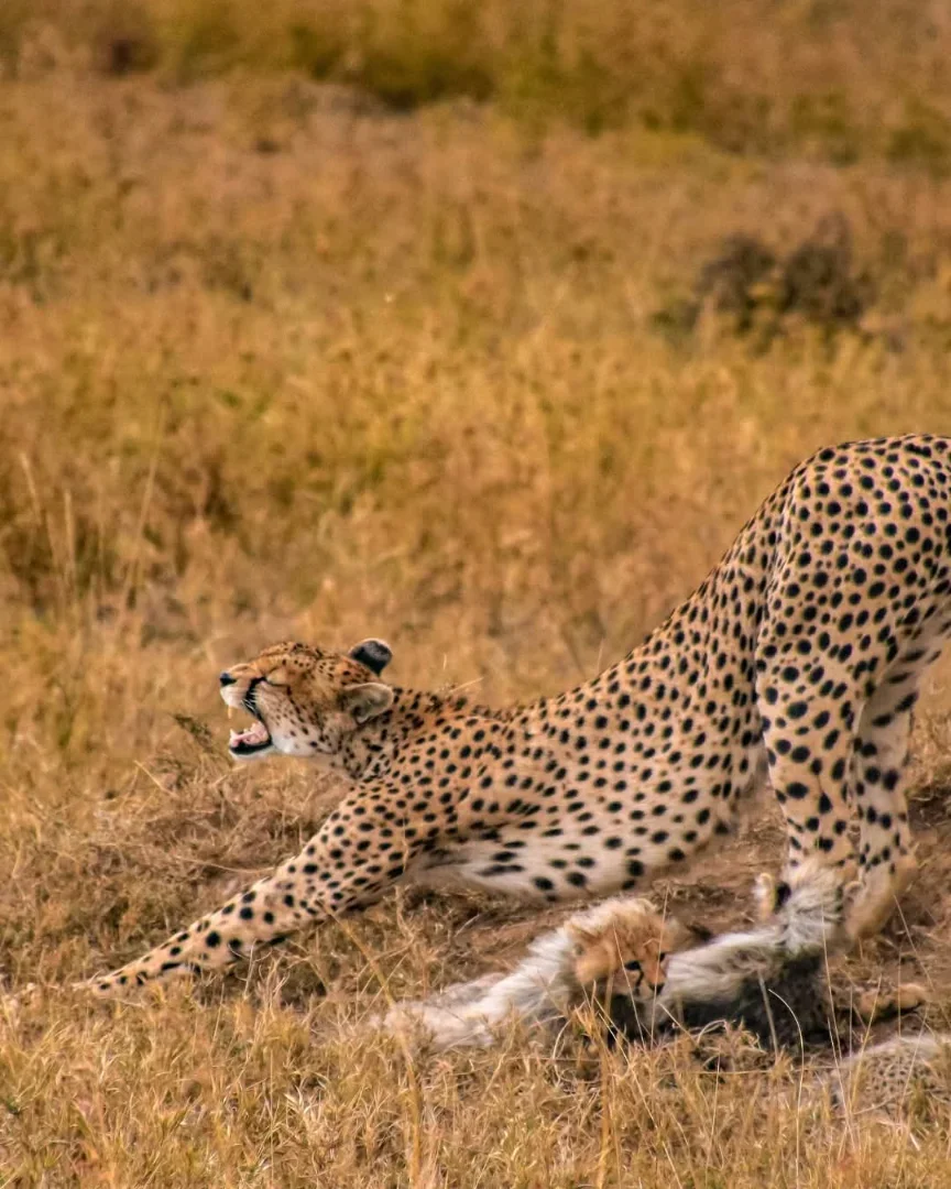 8-Day Kenya & Tanzania Mid-Range Big Five Safari — on safari