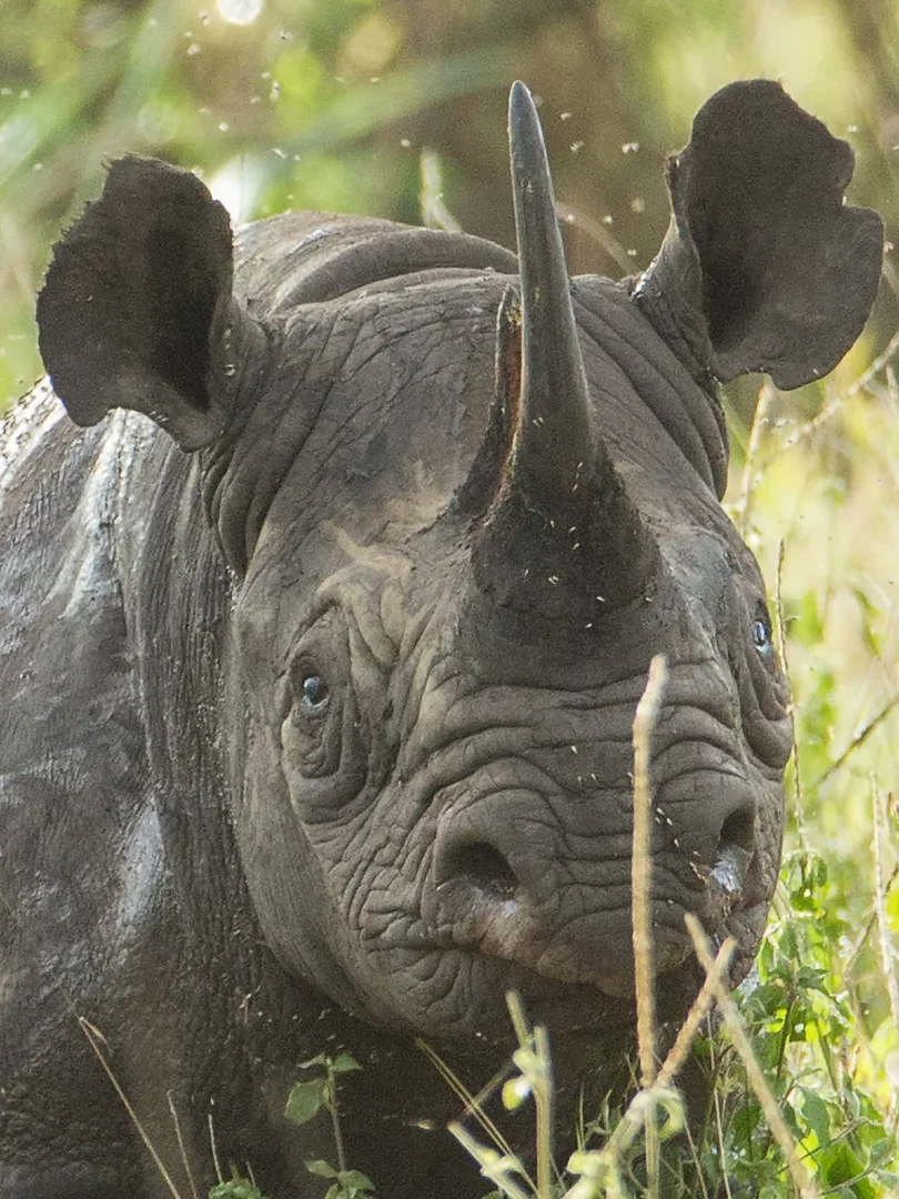 8-Day Kenya & Tanzania Mid-Range Big Five Safari gallery item 11