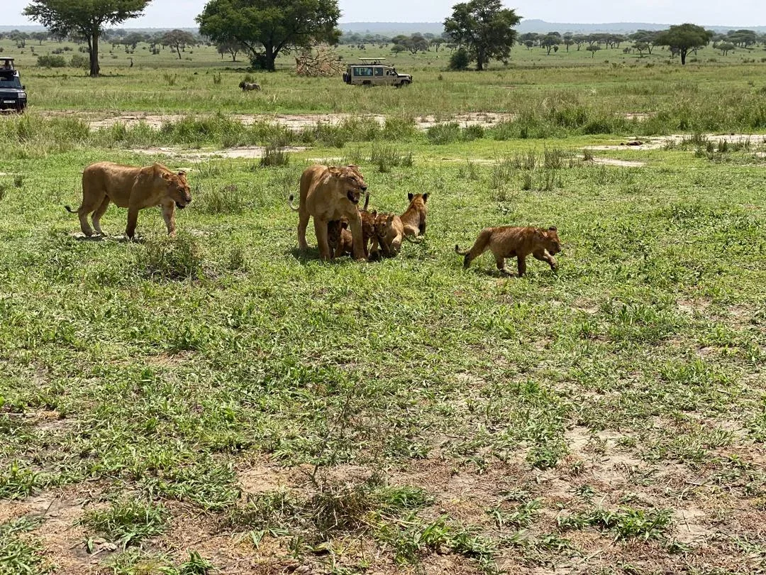 6-Day Amboseli NP, Lake Nakuru & Masai Mara Luxury Tour gallery item 11