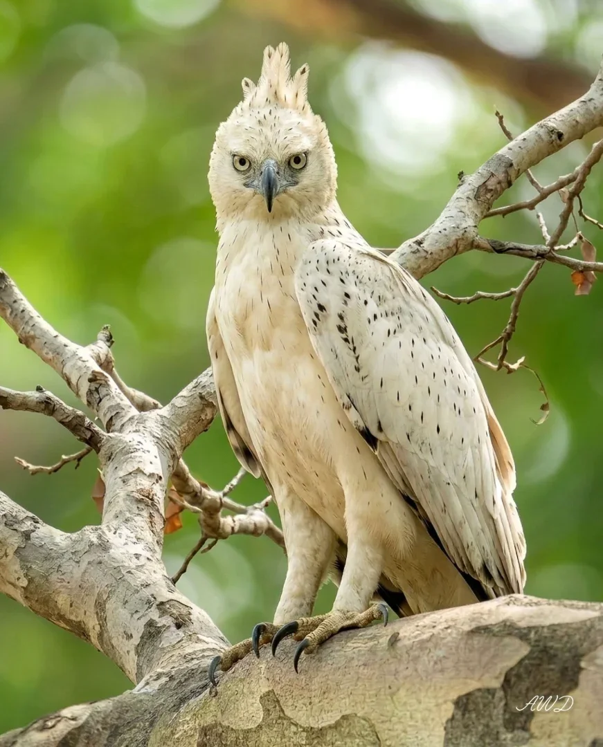 8-Day Kenya & Tanzania Mid-Range Big Five Safari gallery item 16