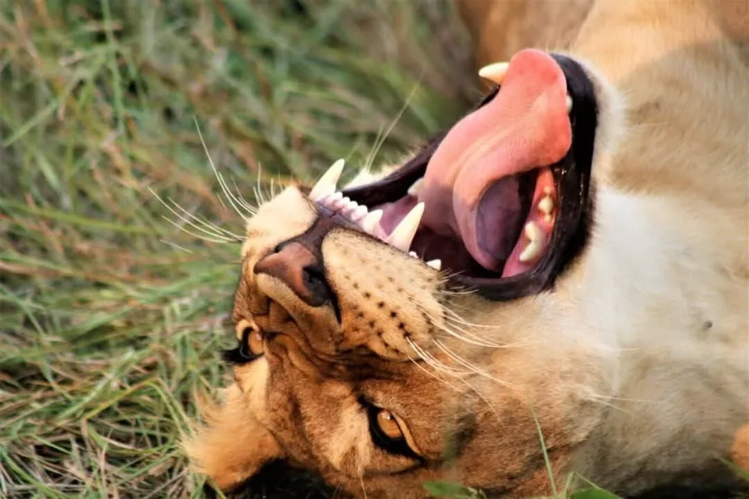 8-Day Kenya & Tanzania Mid-Range Big Five Safari gallery item 13