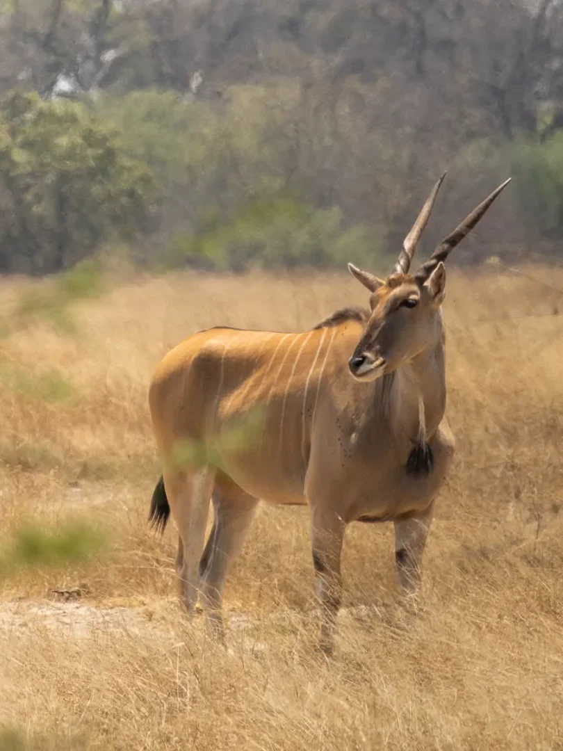 6-Day Luxury Kenya & Tanzania Wildlife Safari gallery item 14